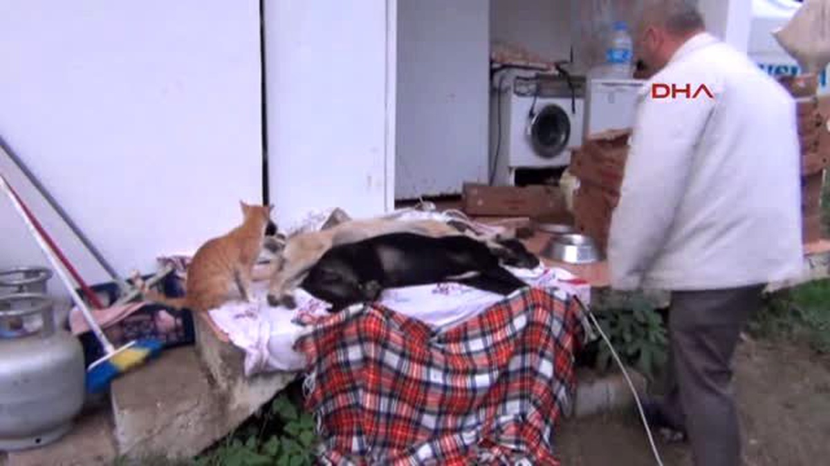 Samsun - Köpeklerini Vurduğu Suçlamasıyla Doktordan Şikayetçi Oldular