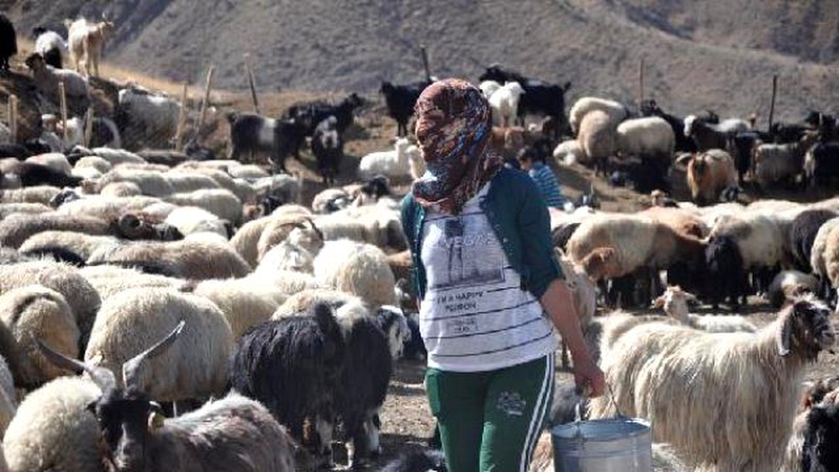 Yüksekova\'da Sürüler Yayladan Erken İndirildi