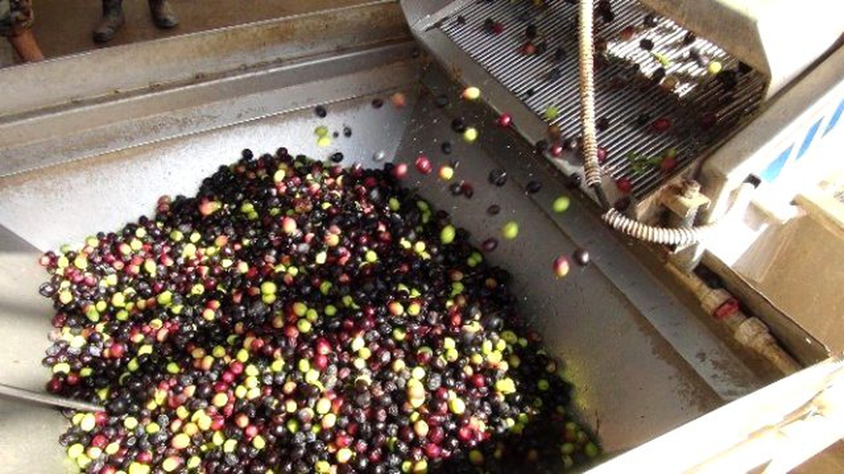 Zeytin Üreticisi Altın Yılını Yaşayacak