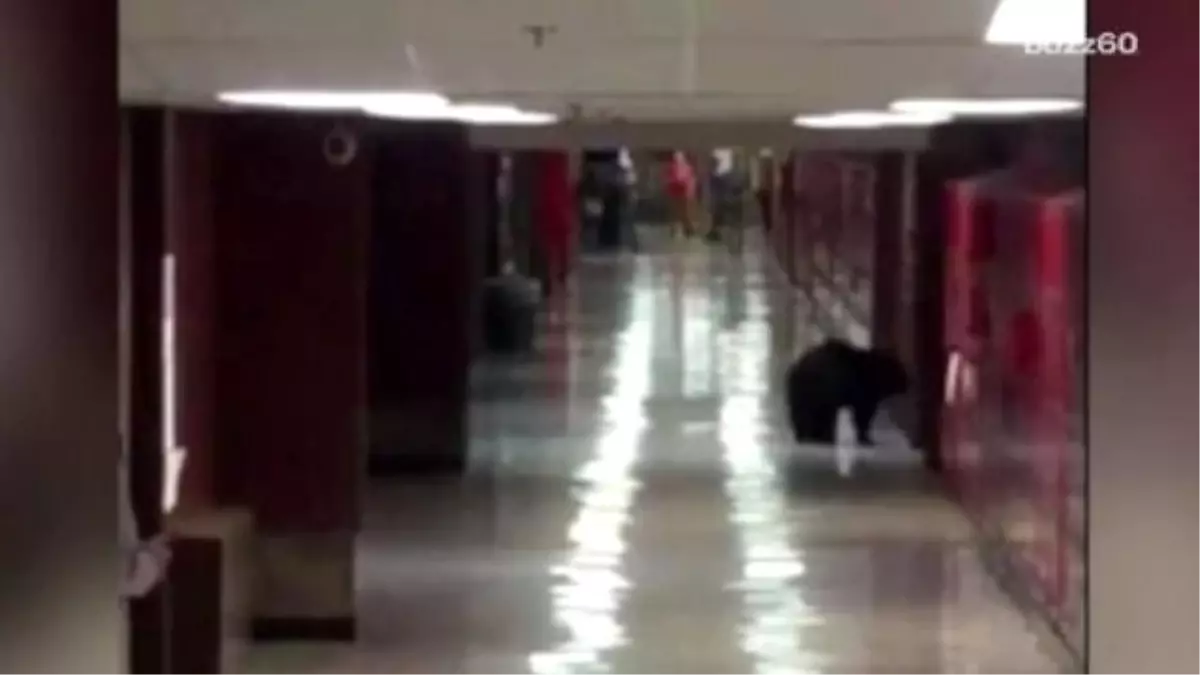 Black Bear Strolls Through Montana High School During Class