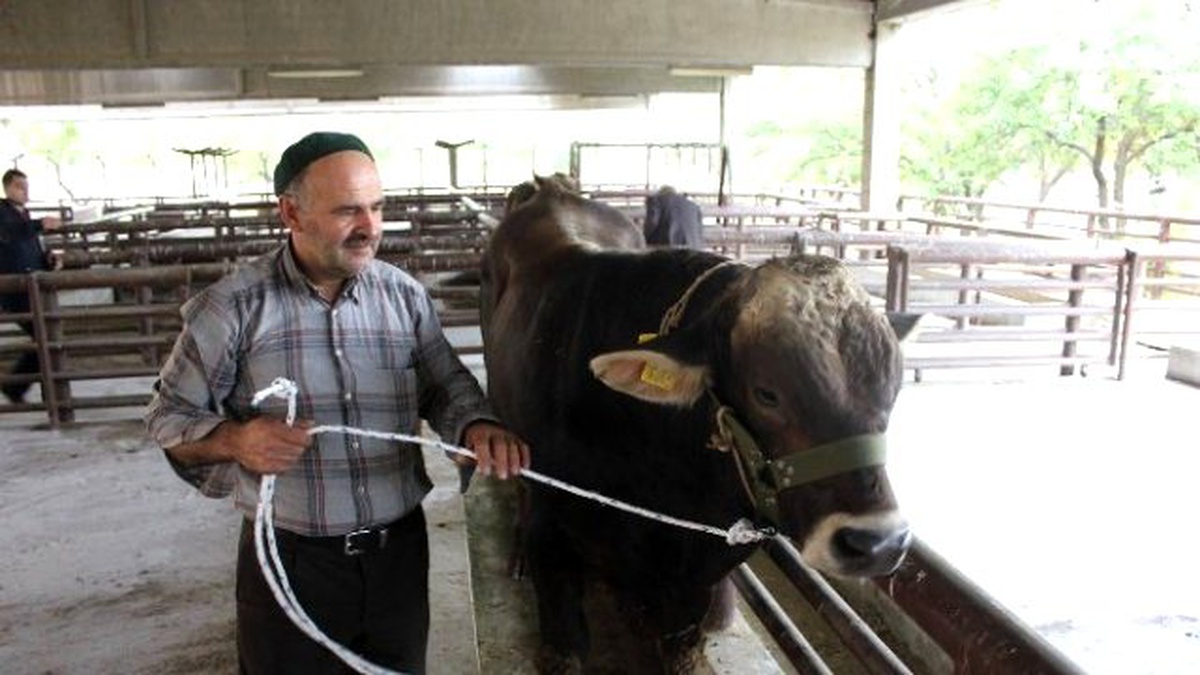 Erzincan\'da Esmer Cinsi Damızlık Boğa Dağıtıldı