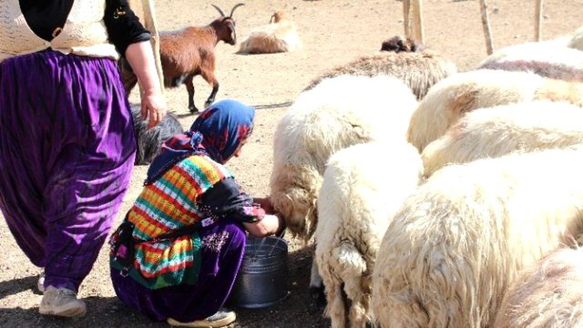 Hakkarili Çoban ve Berivanlardan Barış İsteği
