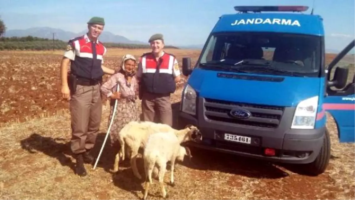 Jandarma Yaşlı Kadının Çalınan Koyunlarını Buldu