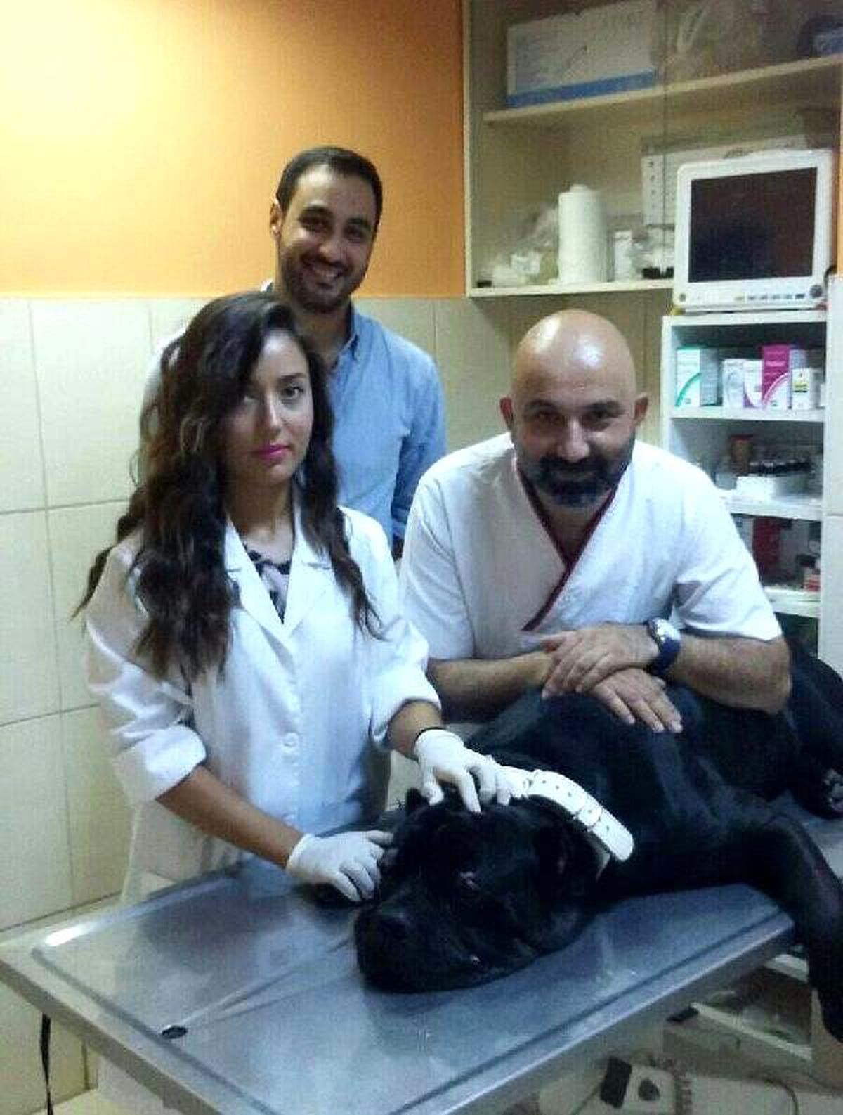 Köpeğe Kansız Göz Operasyonu
