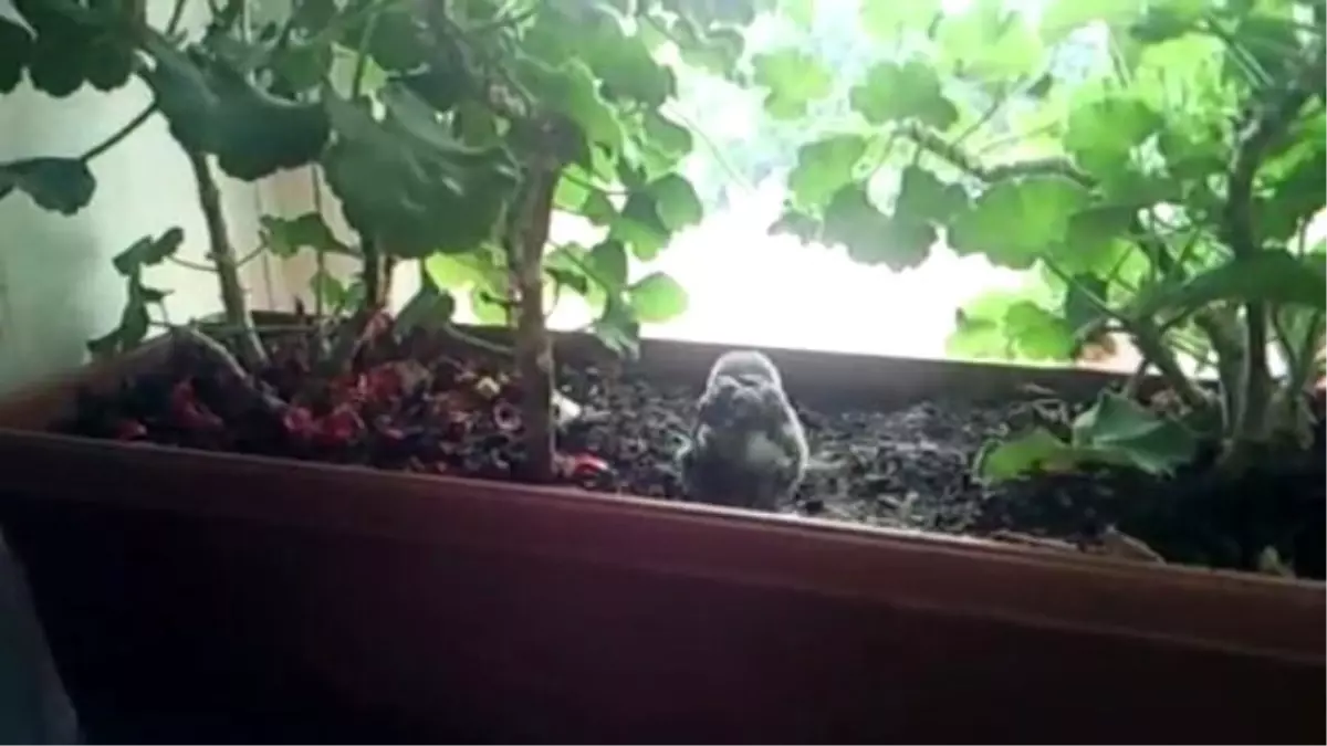 Minik Serçe Yavrusunun Genetik Mirasından Aldığı Hareketleri Sergilemeye Başlaması