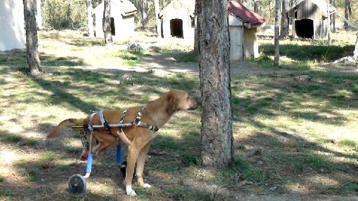 Otomobil Çarpan Sokak Köpeğine Yürüteç