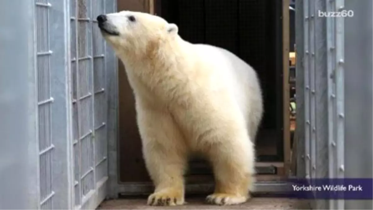 Surprised Migrants Stow Away İn Truck Carrying A Fully Grown Polar Bear