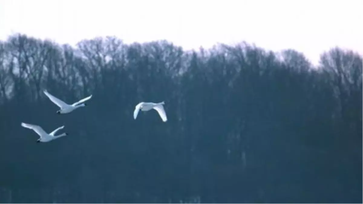 Swan Migration Could Spell Extra-long UK Winter