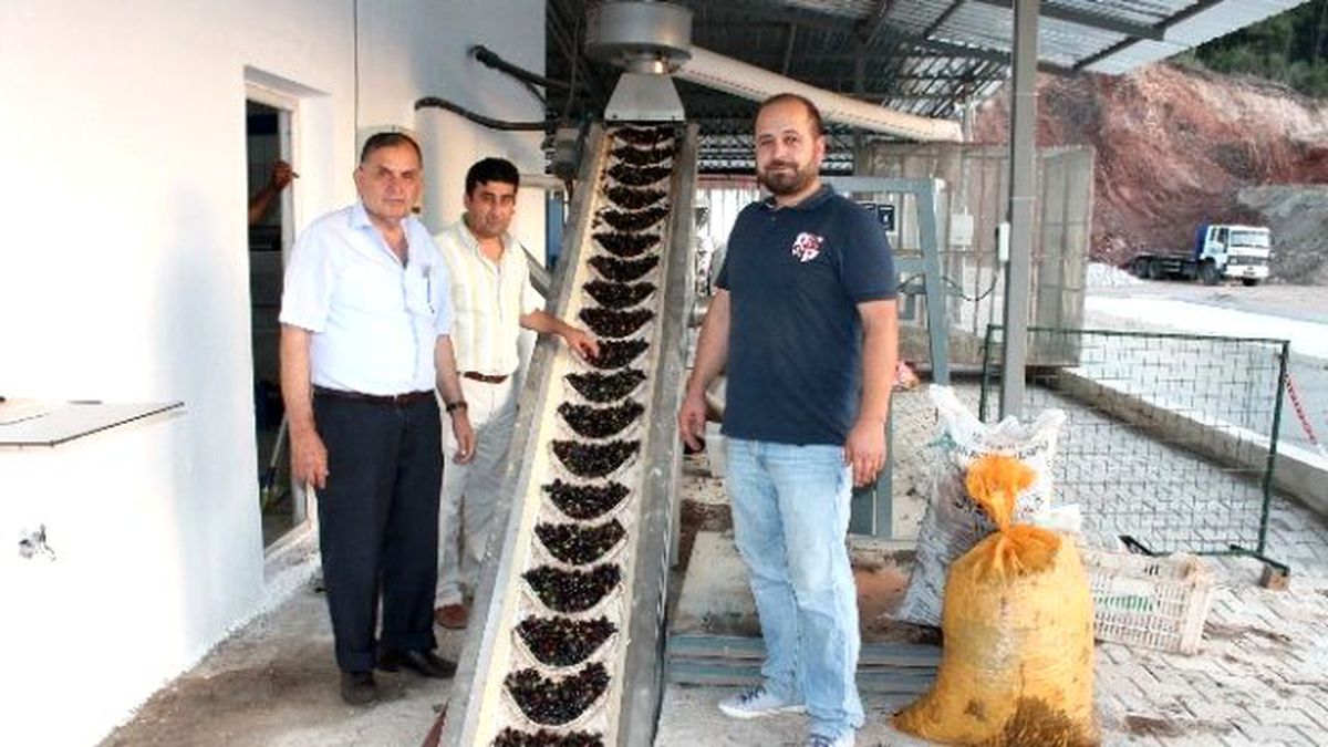 Kumluca\'da İlk Zeytinyağı Sıkıldı