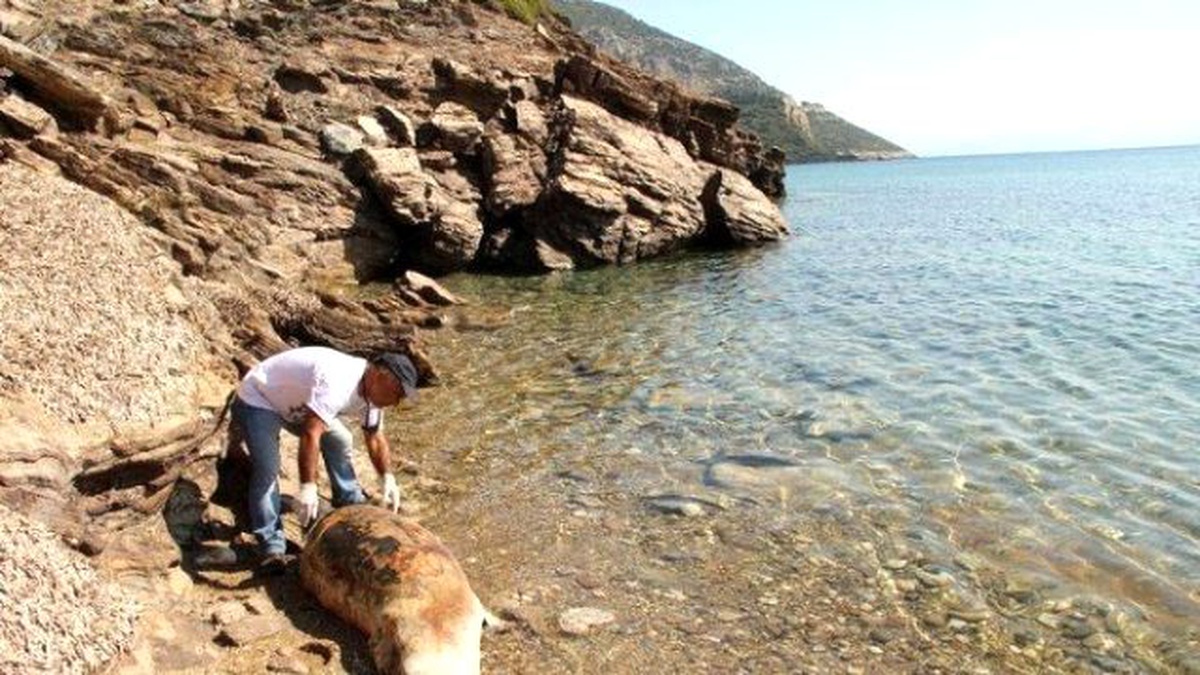 Kuşadası Körfezi\'nde Yunus Ölüsü Karaya Vurdu