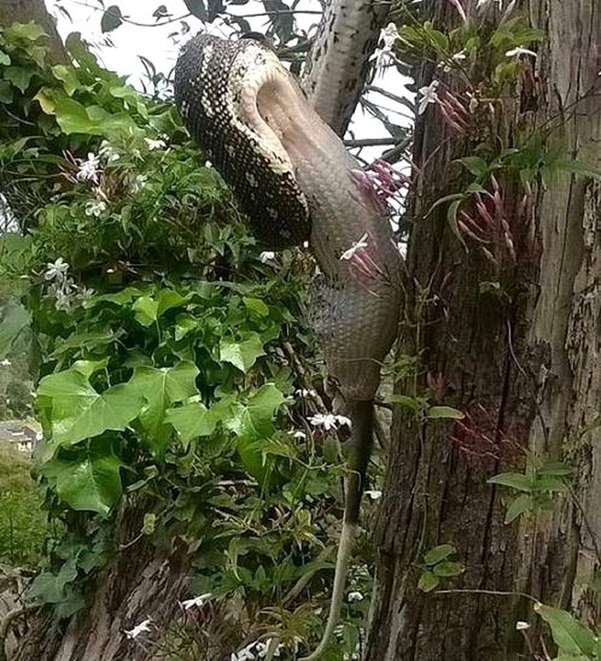 Pitonun Korkunç Avı