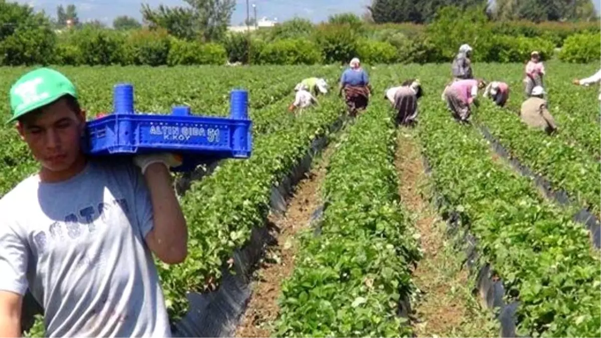 Tarımda İstihdam 6 Milyonu Geçti