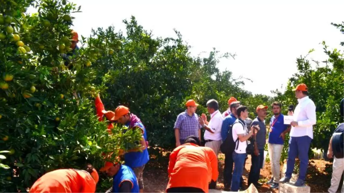 Yüksek Verim Narenciye Üreticisine Bayram Ettirdi