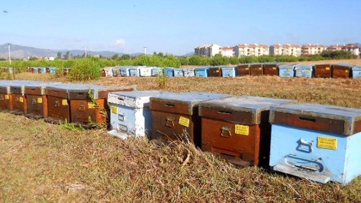 Dalaman\'da Arı Kovanları Tespitleri Tamamlandı