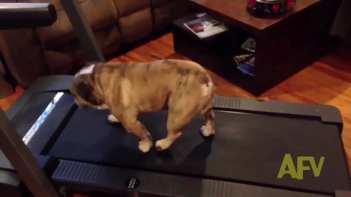 Köpeğin Yürüme Bandı Üzerinde Egzersiz Deneyimi!