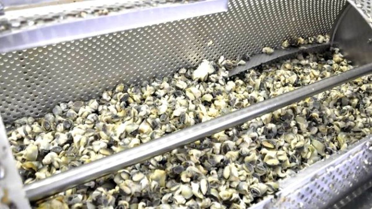 Sinop'tan Uzak Doğu'ya Deniz Salyangozu İhracatı