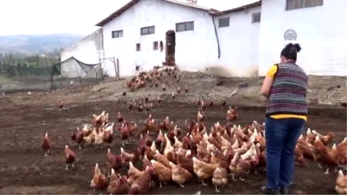 Sydv Kredisi ile Tavuk Çiftliği Kurdu
