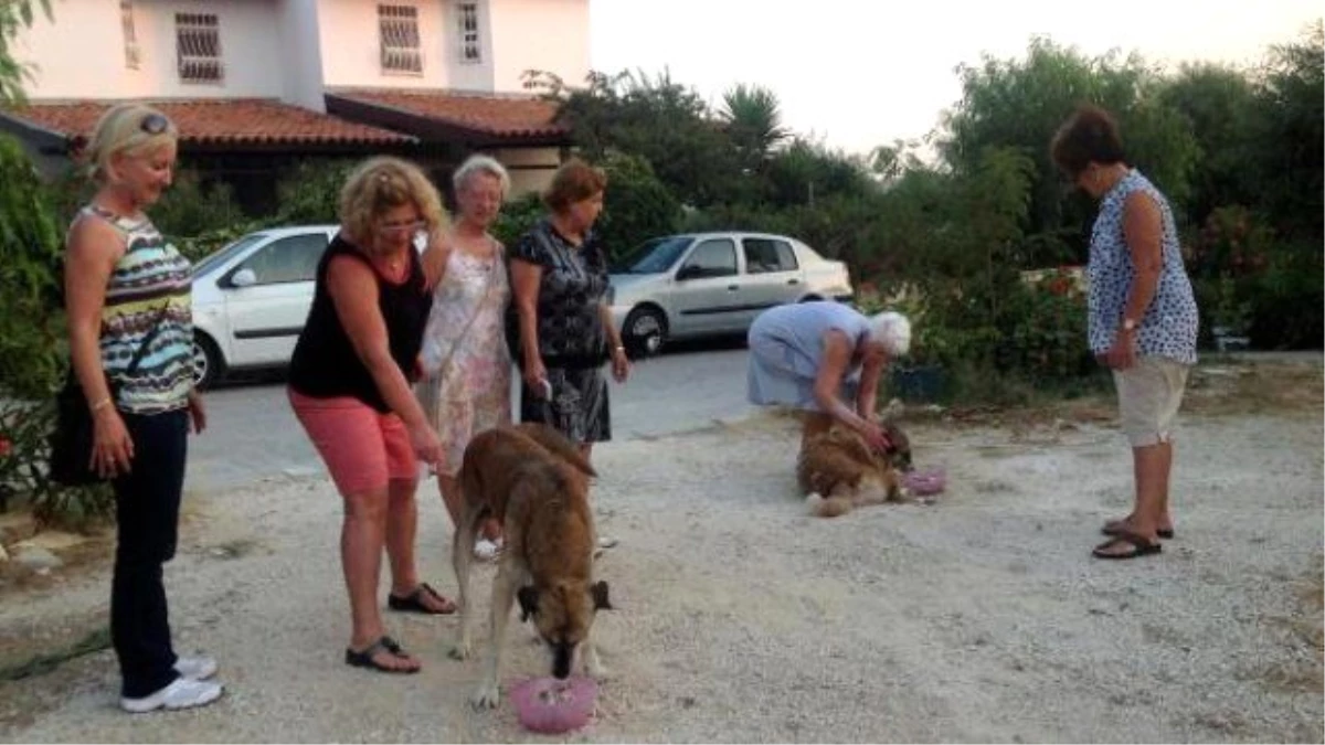 Yazlıkçıların Sokağa Terk Ettiği Kedi, Köpeklere Sahip Çıktılar