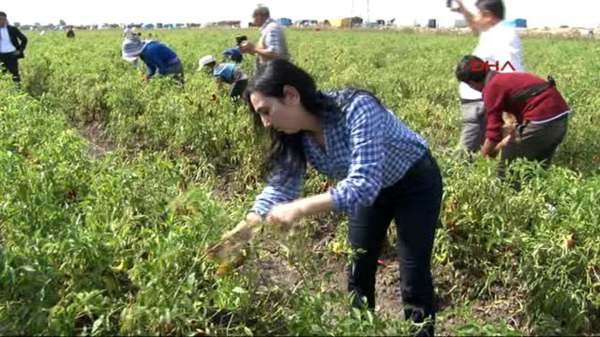 Adana Hdp Eş Genel Başkanı Yüksekdağ, Adana\'da İşçilerle Biber Topladı