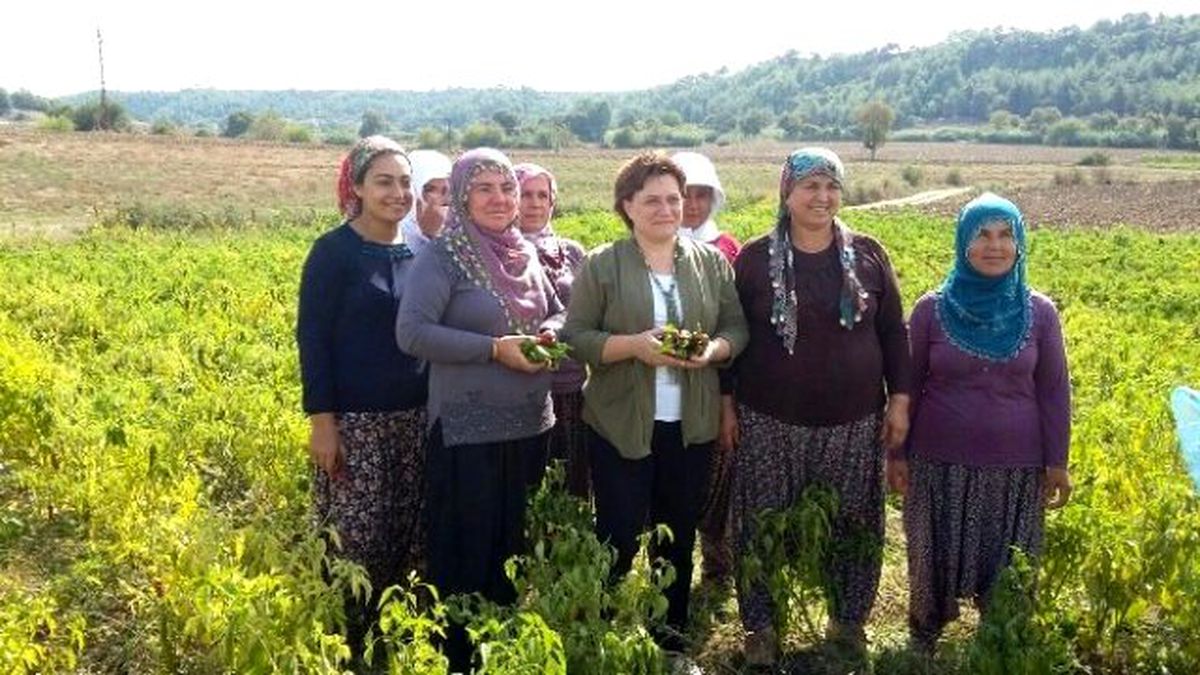Sarı, Biber Hasadına Katıldı