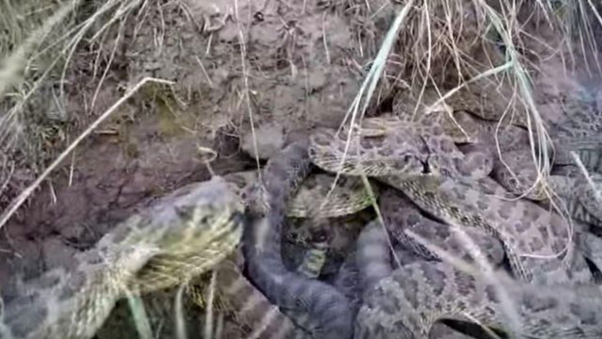 Talihsiz Adam, Çölde Dünyanın En Zehirli Yılan Sürüsünün İçine Düştü