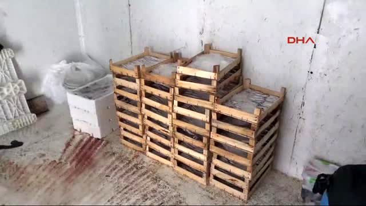 Çanakkale Küçük Avlanan 115 Kilo Balığa El Konuldu
