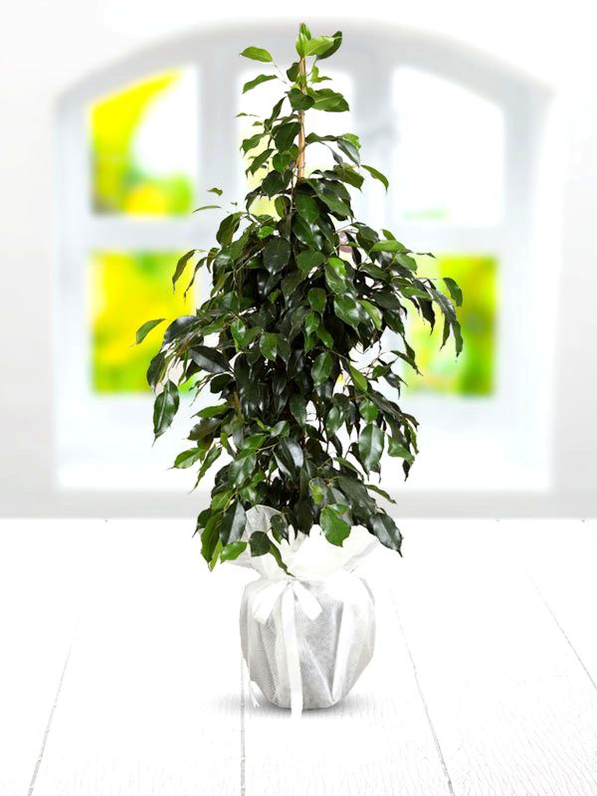 Evde Benjamin Bitkisi Bakımı Nasıl Yapılır