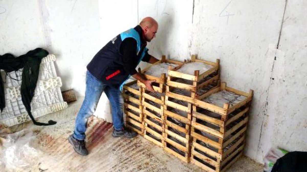 Küçük Avlanan 115 Kilo Balığa El Konuldu