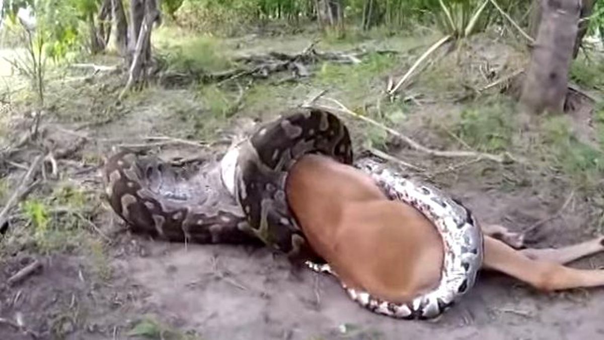 Piton, Yakaladığı Avını Saniyede Yuttu