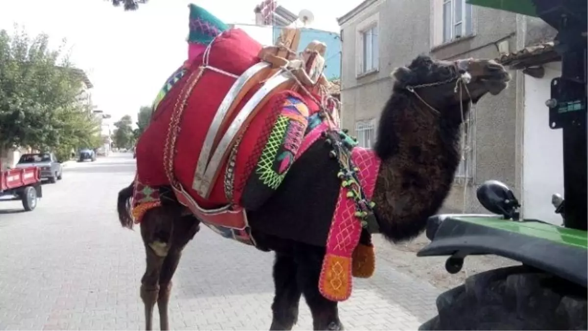 Aydın\'da Develer Havutlanmaya Başladı