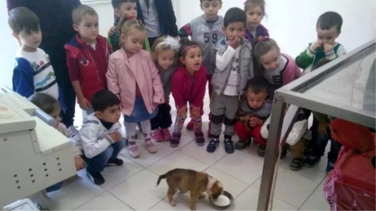 Burhaniye Köpek Barınağının Minik Ziyaretçileri