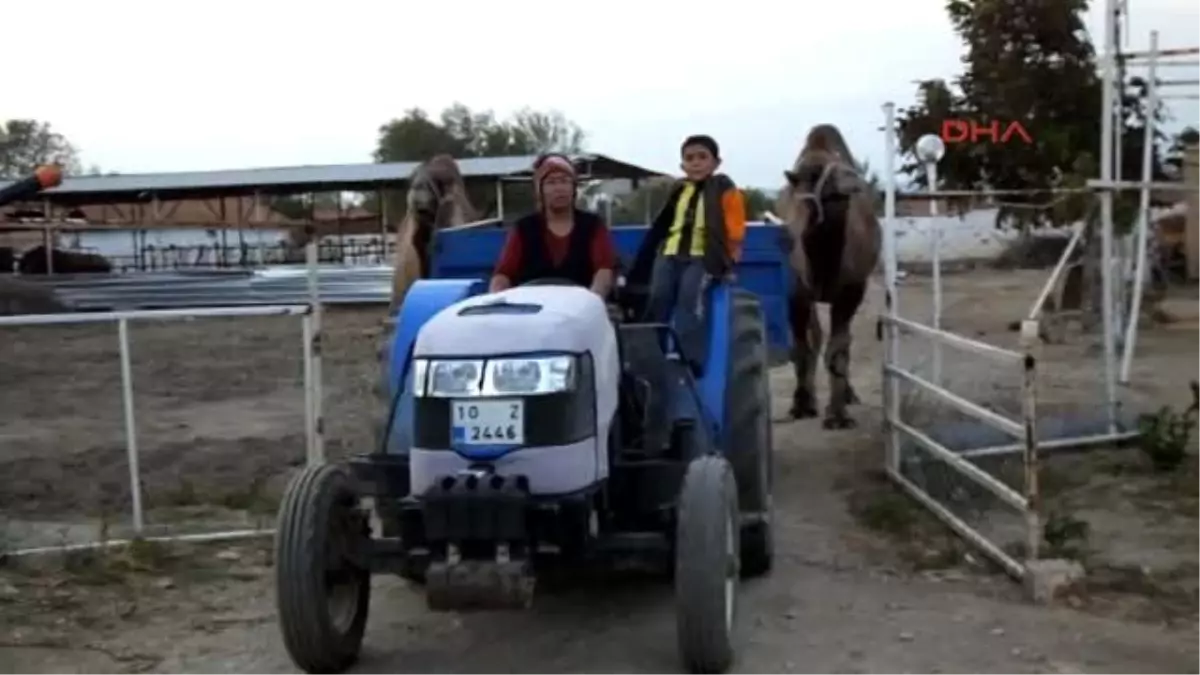 Burhaniyeli Develer Güreşlere Hazırlanıyor