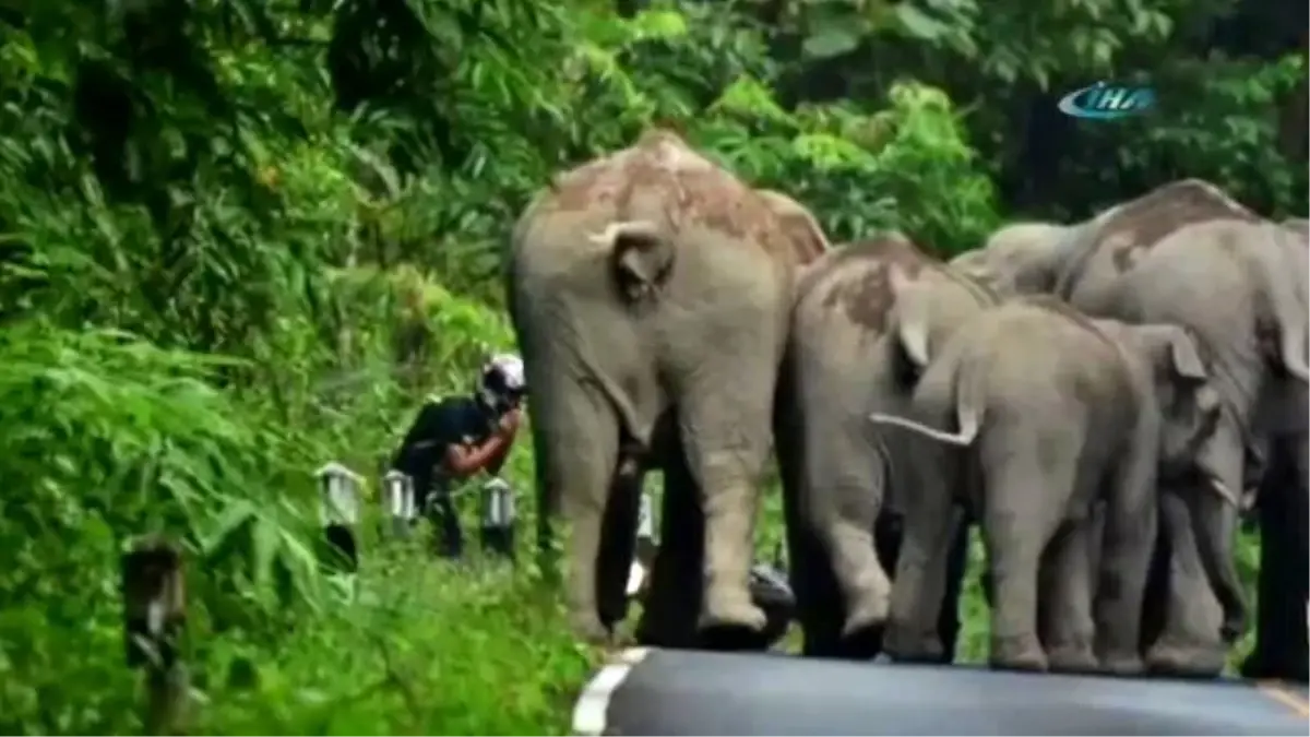 Öfkeli Filler Motosiklete Karşı