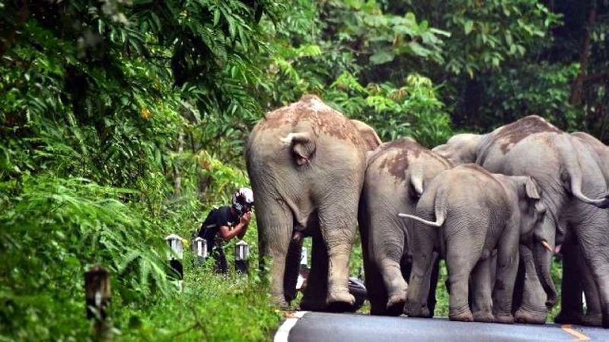 Öfkeli Fillerin Gazabından Dua Ederek Kurtuldu