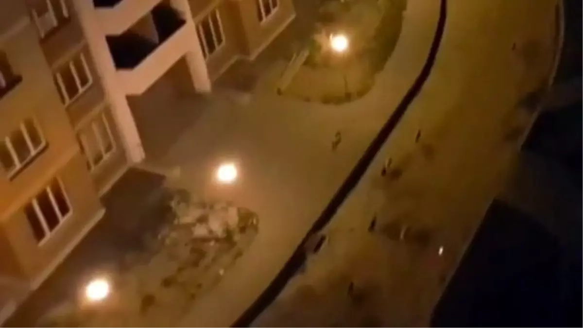 Sokak Köpeklerinin Lazerle İmtihanı