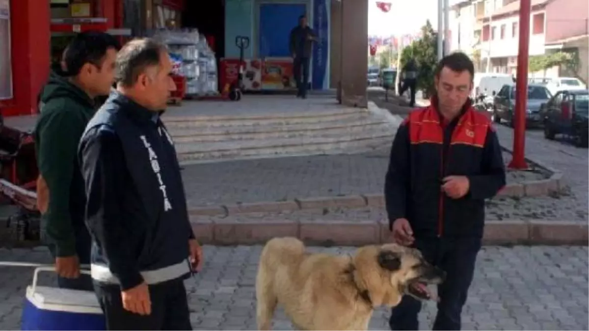 Zincirinden Kurtulan Çoban Köpeğini Belediye Ekibi Yakaladı