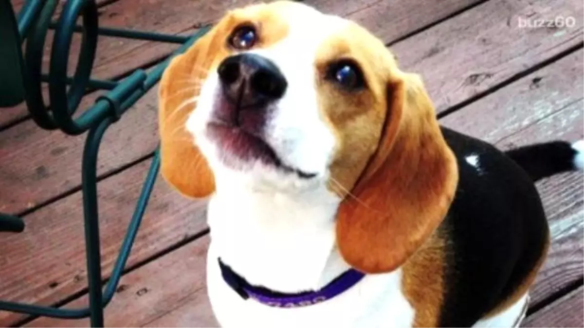 China İs Making Buff Beagles