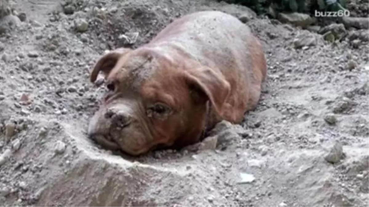 Dog Found Buried Alive Rescued And Adopted