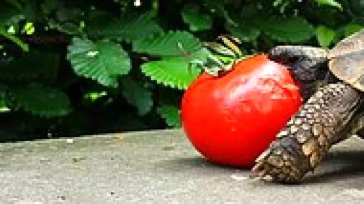 Domates Yiyen Kaplumbağa