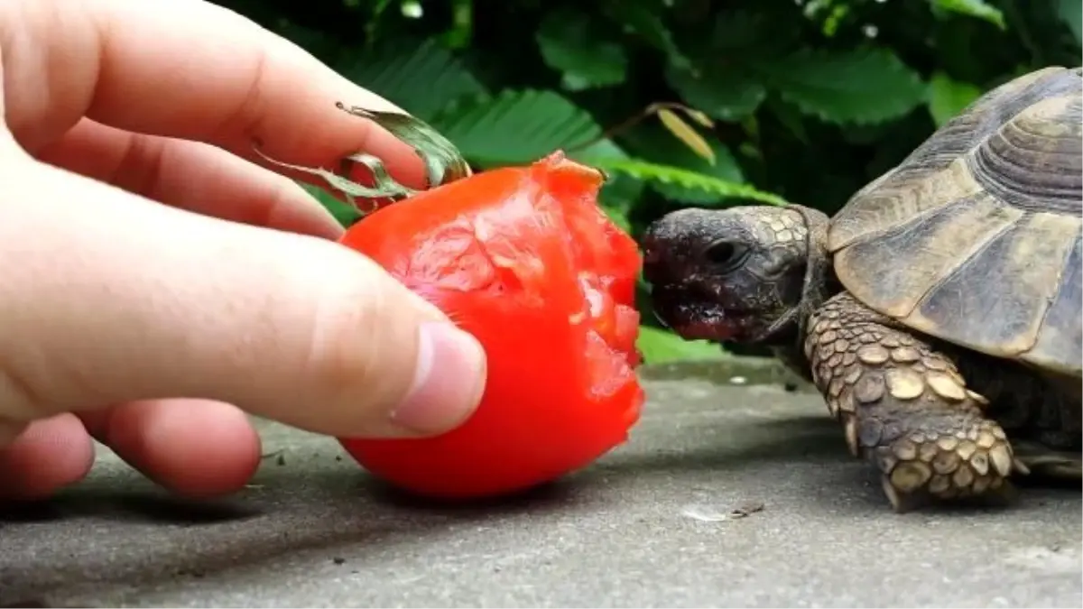 Kendisi Kadar Minnoş Domatesi Yiyen Kaplumbağa