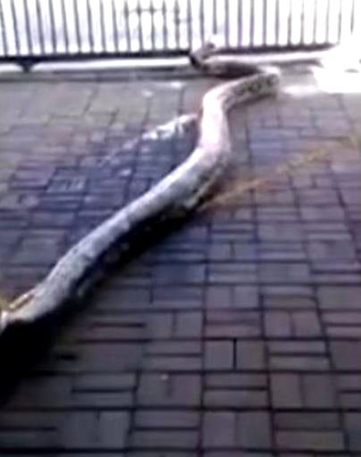 Korku Dolu Anlar! Dev Piton Eve girdi