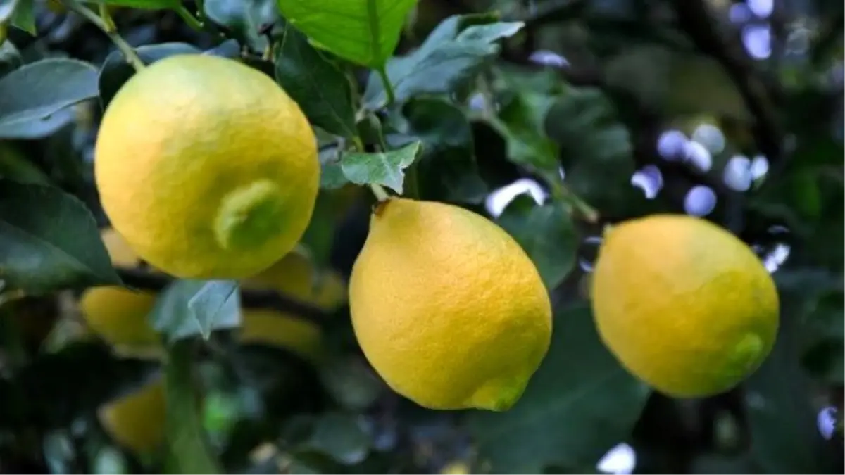 Limonda Rekolte Düştü Fiyat Arttı