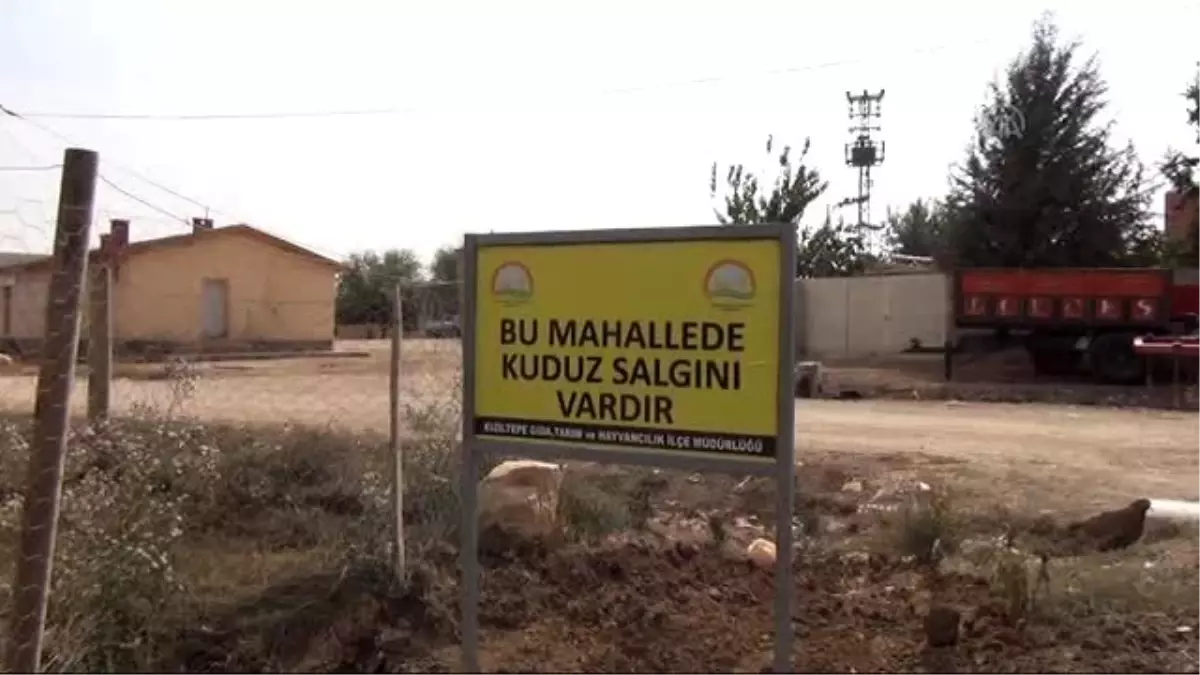 Mardin\'de Bir Kişiyi Isıran Köpekte Kuduz Hastalığı Tespit Edildi