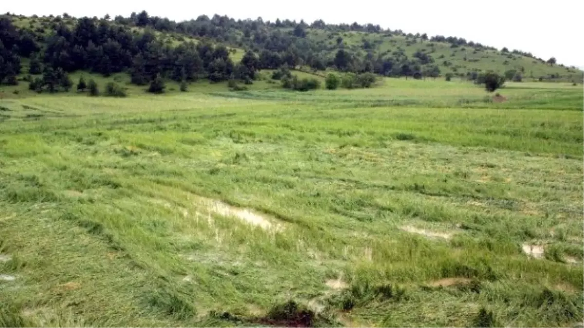 Tarsim, Üreticiye 700 Milyon TL Hasar Ödemesi Yapacak