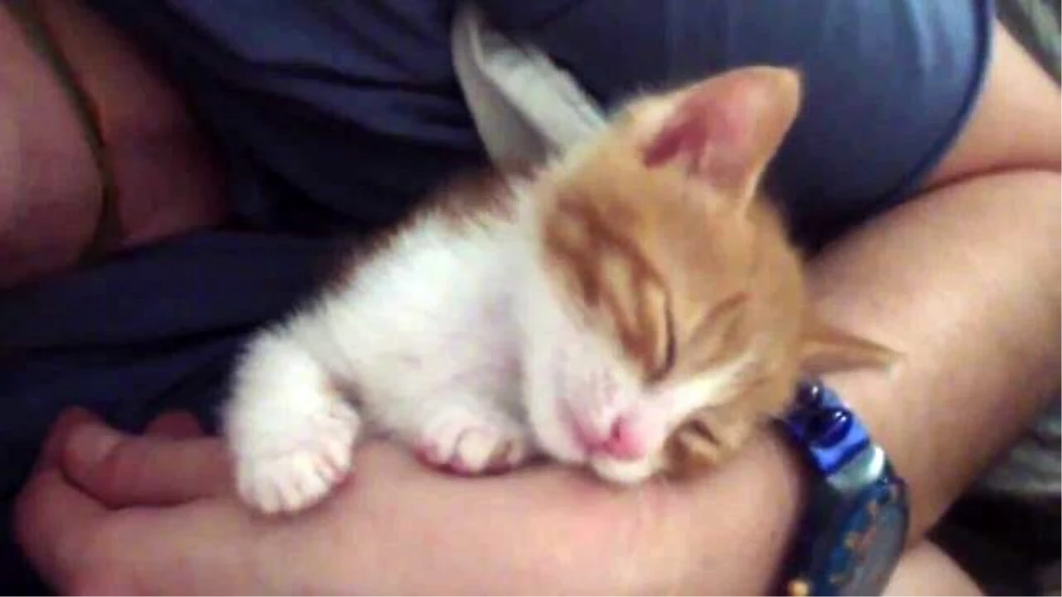 Yavru Kedi Olabilecek En Tatlı Şekilde Uyuyakalıyor