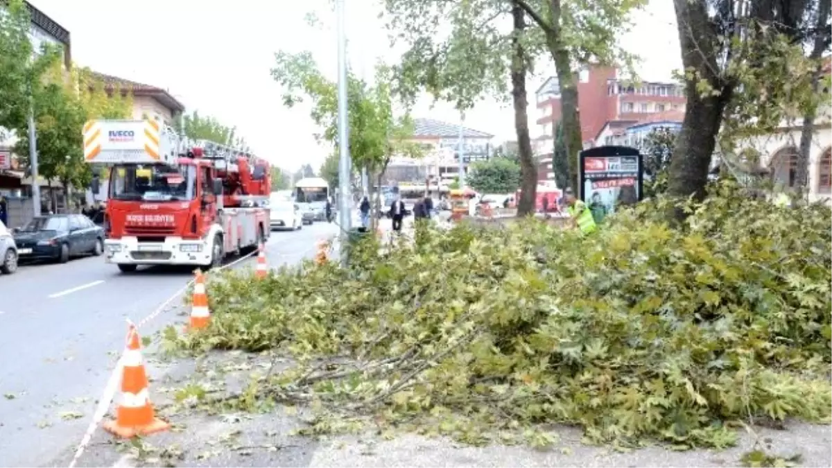 Ağaçlarda Güz Temizliği Başladı
