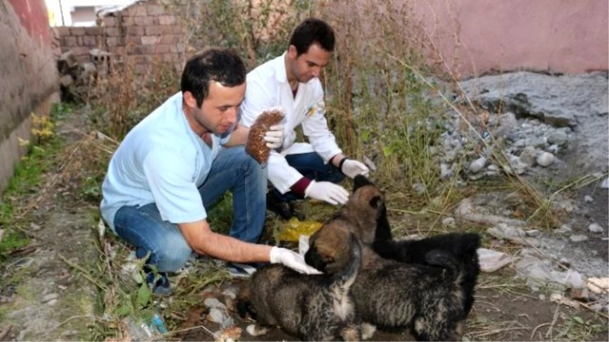 Ağrı\'da Yedi Yavrusu Olan Yaralı Köpek Kurtarılmayı Bekliyor