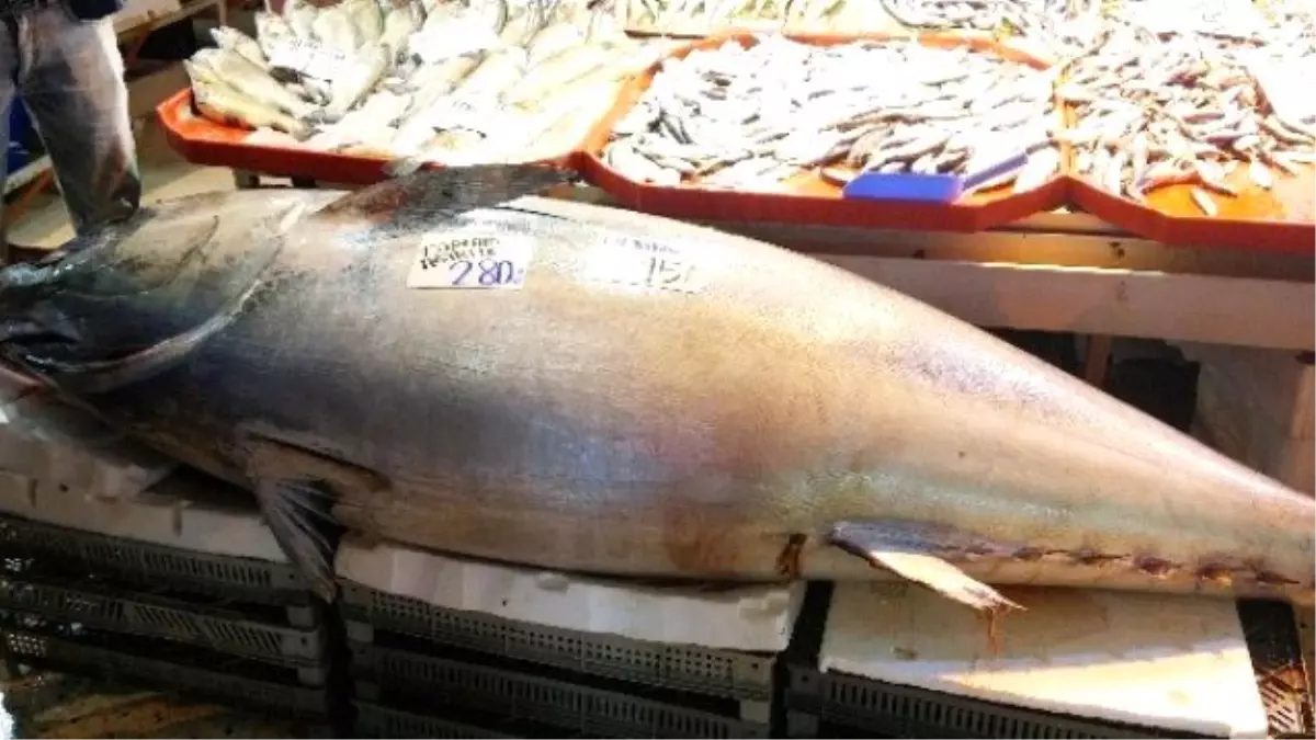 Balık Pazarının Dev Misafiri Görenleri Hayrete Düşürüyor