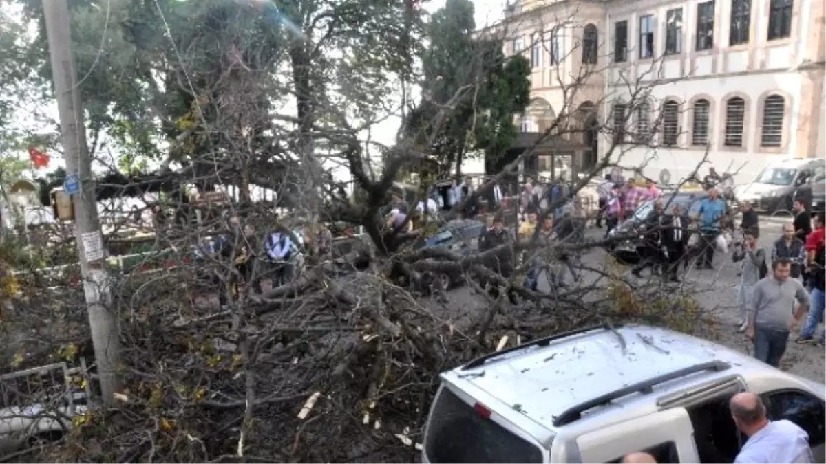 Giresun\'da Çürüyen Asırlık Ağaç Park Halindeki Araçların Üstüne Devrildi