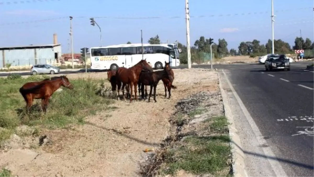 İncir Sezonu Sonunda Azat Edilen Atlar Tehlike Saçmaya Başladı